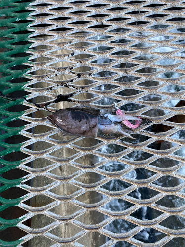 東京湾（アクアライン〜富津）