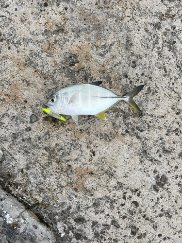 ミナミイケカツオの釣果