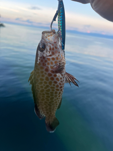 オオモンハタの釣果