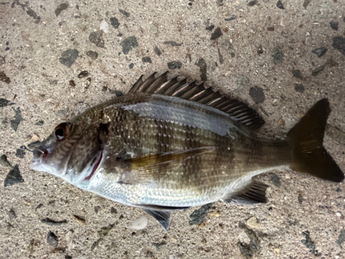 チヌの釣果