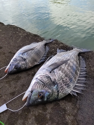 チヌの釣果