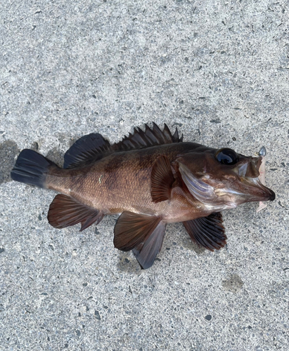 メバルの釣果