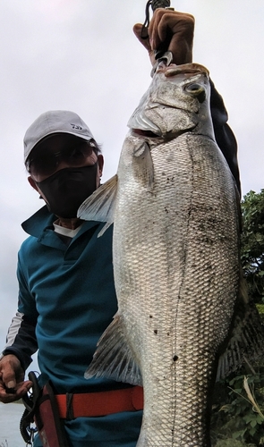 ヒラスズキの釣果