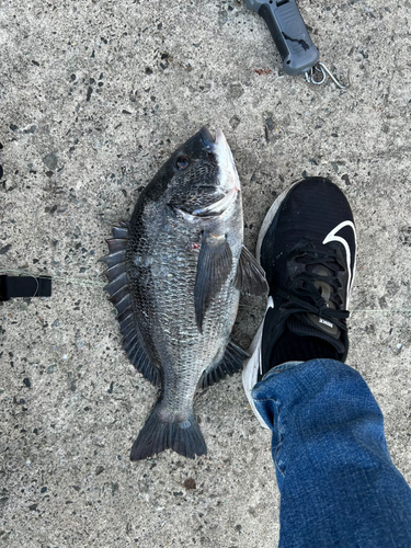 チヌの釣果