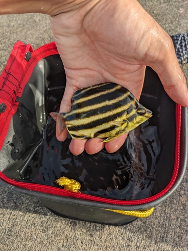 カゴカキダイの釣果