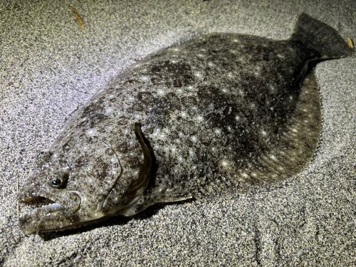 ヒラメの釣果