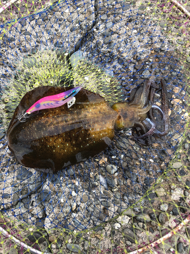 アオリイカの釣果