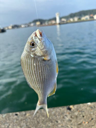 キビレの釣果