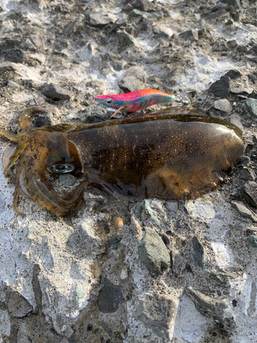 アオリイカの釣果