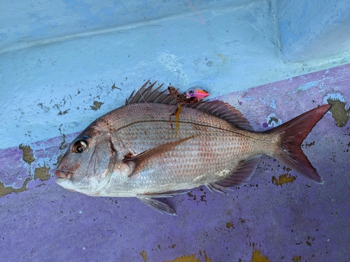 マダイの釣果