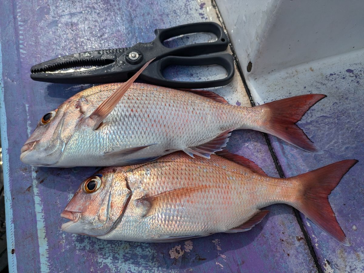 釣りバカじいさんさんの釣果 2枚目の画像