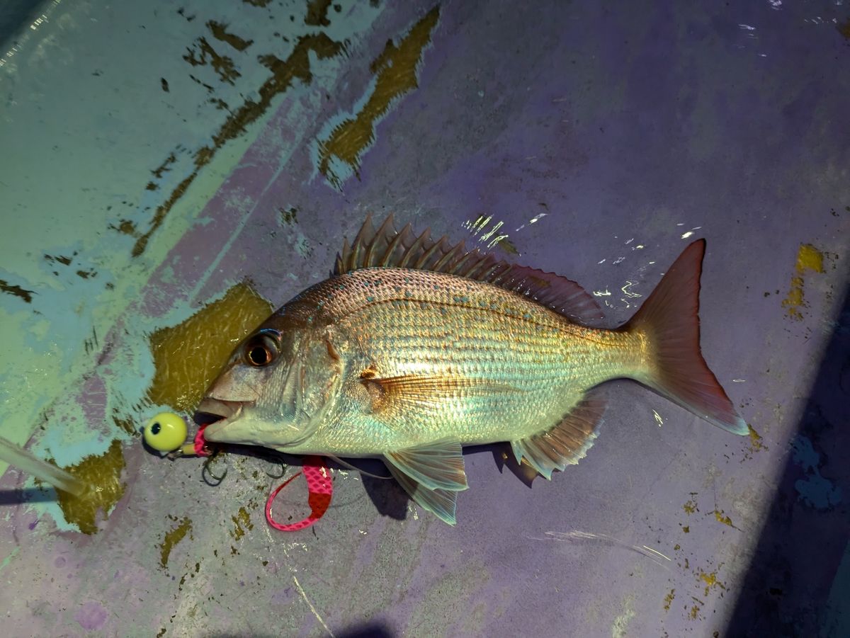 釣りバカじいさんさんの釣果 3枚目の画像