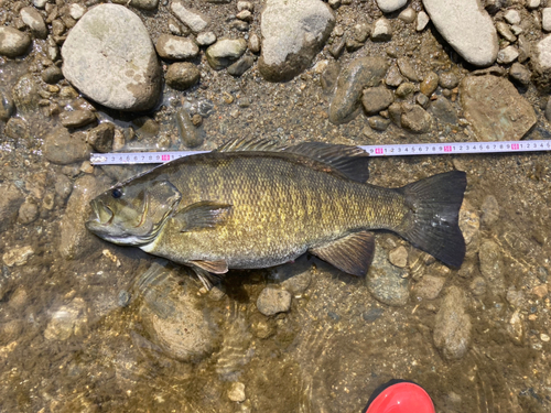 スモールマウスバスの釣果