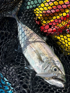 インドカイワリの釣果