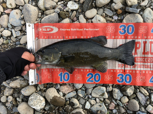 スモールマウスバスの釣果