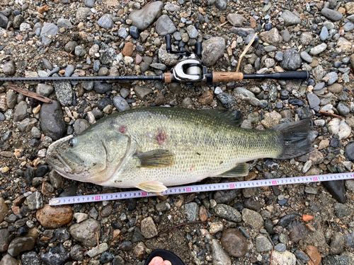 ブラックバスの釣果