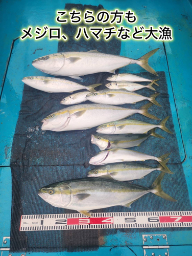 メジロの釣果