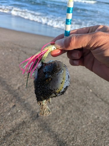 フグの釣果