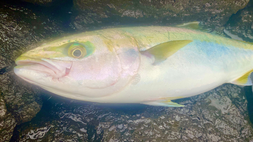 イナダの釣果