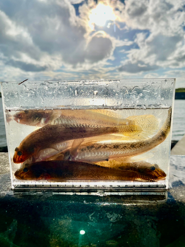 マハゼの釣果