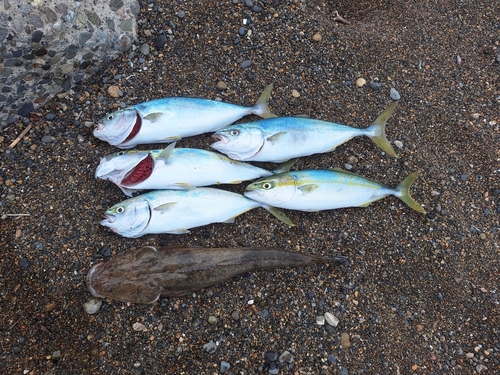 ワカシの釣果