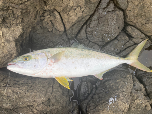 ヒラマサの釣果