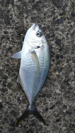 シマアジの釣果