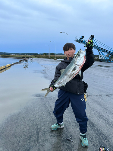 ブリの釣果