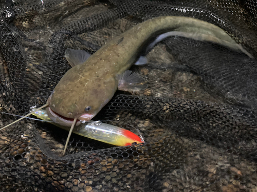 ニホンナマズの釣果