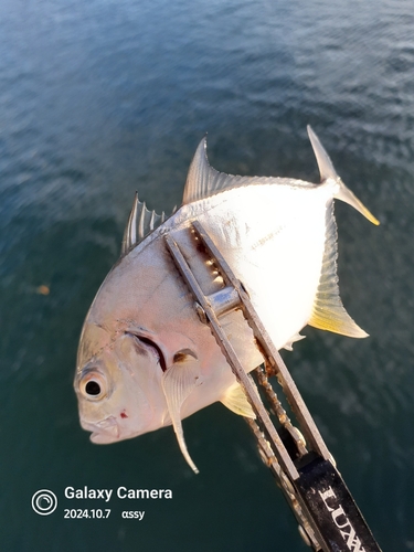 ロウニンアジの釣果