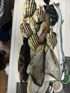 アイゴの釣果