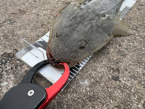 マゴチの釣果