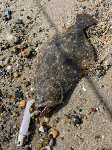 ソゲの釣果