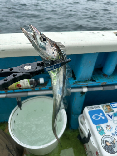 タチウオの釣果