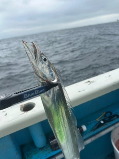 タチウオの釣果