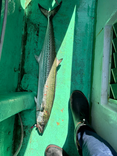 サワラの釣果