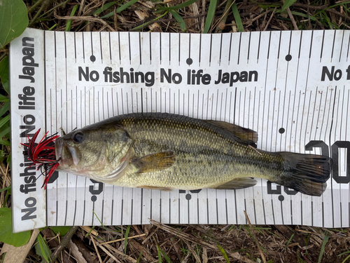 ブラックバスの釣果