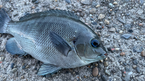 メジナの釣果