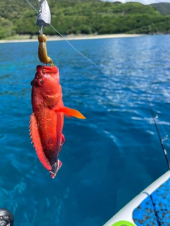 ニジハタの釣果