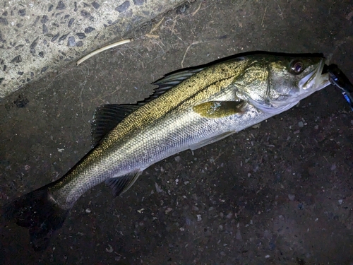 スズキの釣果