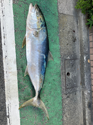 ヒラマサの釣果