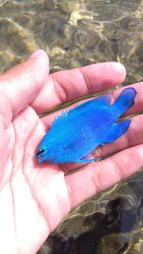 スズメダイの釣果