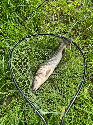 ニゴイの釣果