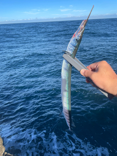 ダツの釣果