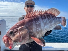 マハタの釣果