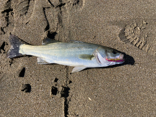 セイゴ（マルスズキ）の釣果