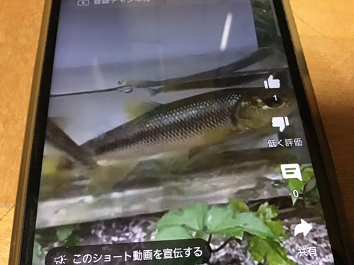 カワムツの釣果