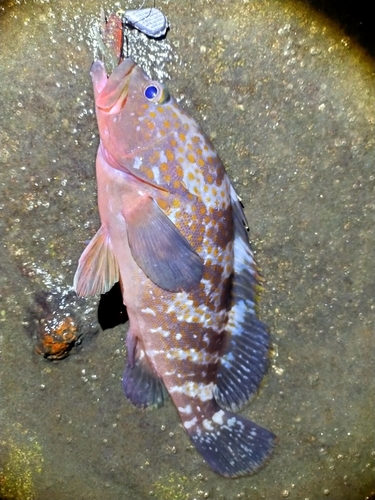 アコウの釣果