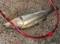 フッコ（マルスズキ）の釣果