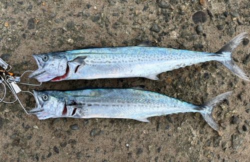 サゴシの釣果